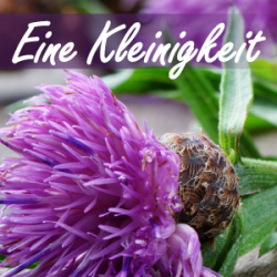 Eine Kleinigkeit (M24) - Edelweiß, Classic, Lavendel
