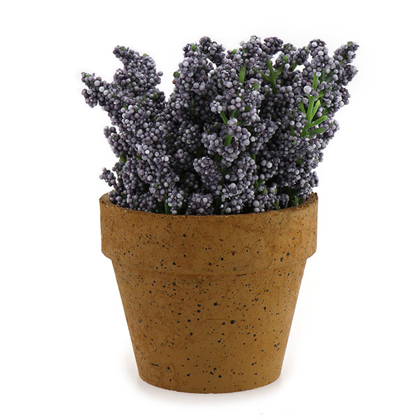 Lavender in a pot 